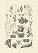Vintage Botanical Prints | Woodland Plants by Ink Inc. | Wildflower Mushrooms Fern Trees Berries Wall Art | Set of 9 5