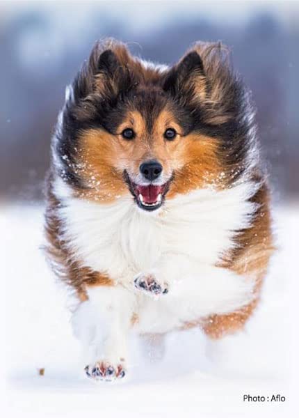 Amazon.co.jp: SUGOIスリーブシリーズ ふるもっふ いぬ ver.3 パック