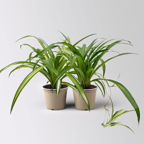 Grünlilie 'Hawaiian', Topf-Ø 12 cm, 2 Pflanzen