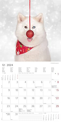 Funny Dogs 2024 - Broschürenkalender 30x30 cm (30x60 geöffnet) - Kalender mit Platz für Notizen - Hunde - Bildkalender - Wandkalender - Hundekalender