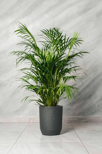 Vivaio Garden Forest, Dypsis lutescens Areca - Palma da interno sempreverde, Fusti tipo bambù e fronde arcuate eleganti, Luce intensa indiretta, Resistente e adatta anche in esterno riparato