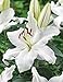 Casa Blanca Oriental Lily -4 Perennial Flower Bulbs