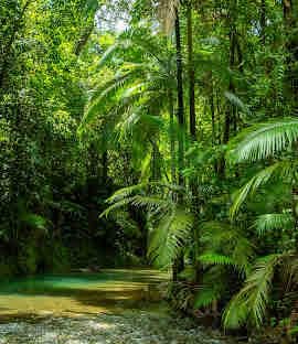 Daintree Vanilla Whipped Body Lotion | Hydrating Cream with Organic Shea, Aloe & Kakadu Plum | Fast-Absorbing, Vegan, Non-Greasy Moisturizer for All Skin Types.