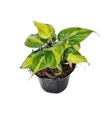 Philodendron Brasil Planta Natural de Belleza Colgante