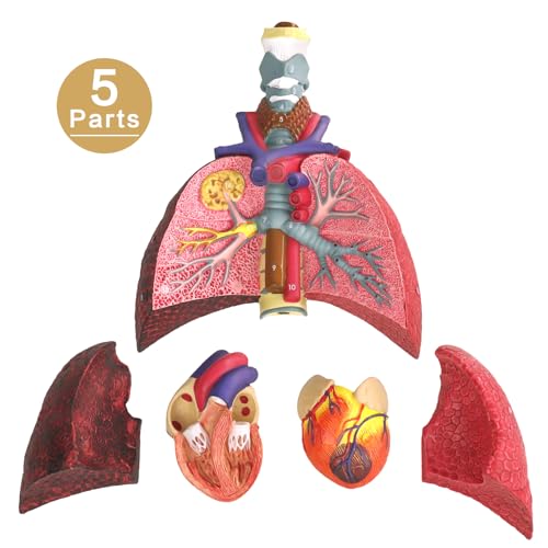 Image of HADWYN Human Respiratory System model,anatomy models human body