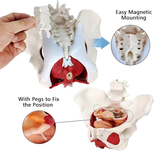 Modelo de pelvis femenina con órganos extraíbles para resolver dudas anatómicas en clase 7