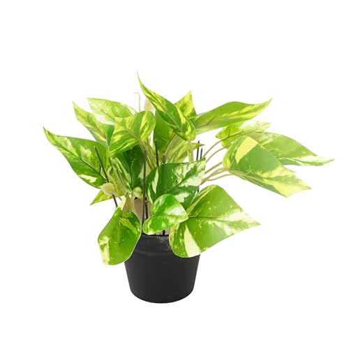 Image of Artificial Money Plant with Black Pot, Green Variegated Leaves, 20 cm Height, 8 cm Wide, Indoor Decorative Fake Plant