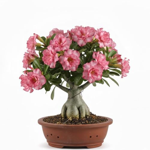 Desert Rose Plant Live Adenium Bushes Well Rooted Adenium Obesum Flowers Plant for Indoor Outdoor Garden Flowering Succulent 4-6 Inches Tall No Pot (Red Desert Rose) (Pink Desert Rose)