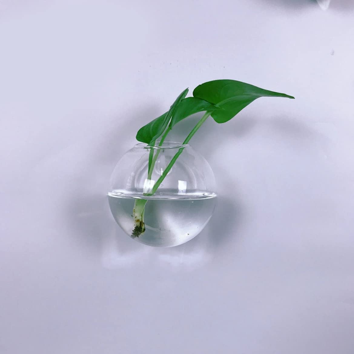 Amazon.co.jp: YJFFQ ガラス 花瓶 壁掛け 花瓶 ミニ花器 ガラス製 透明 