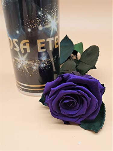 Rosa eterna Morada Extra. Rosa Morada eterna. Rosa Morada preservada. Flores preservadas. Hecho en España Cover