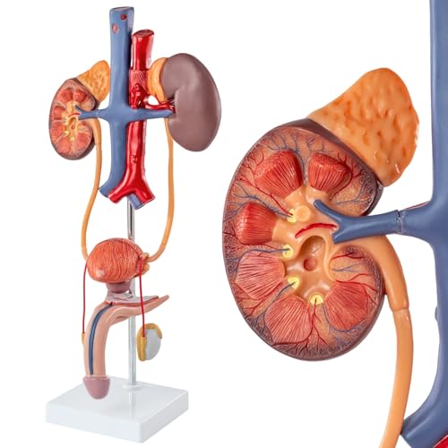 Image of EVOTECH SCIENTIFIC Human Male Reproduction & Urinary System Medical Anatomical Model, 3 Parts Life Size Male Urogenital System Anatomical Model for Medical Teaching Learning Education, Includes Manual