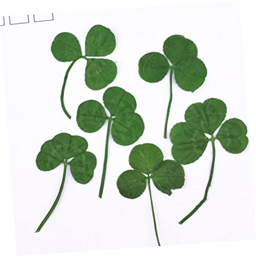 Flores prensadas secas naturales para manualidades 24 pcs miniatura 5