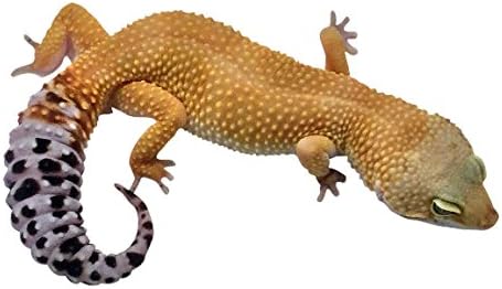 Leopard Gecko Decal - 10.5" tall x 18.5" wide