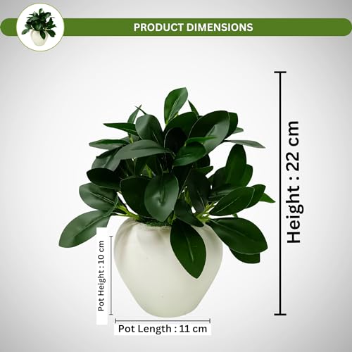 Image of fancymart Artificial Rubber Plant in 4 Inch White Apple Pot (22 cm Height) - Realistic Green Decorative Plant for Home Decor, Living Room, Office Desk & Interior Decoration