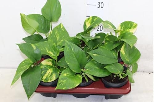 Scindapsus Golden pothos - Devils Ivy in 12 cm Pot Approx 25 cm Tall