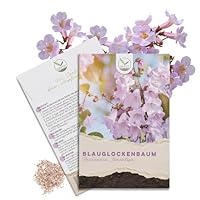 Blauglockenbaum Kiribaum Samen (Paulownia tomentosa, 300 Korn) - Schnellst wachsender Baum der Welt mit violetten & glockenförmigen Blüten
