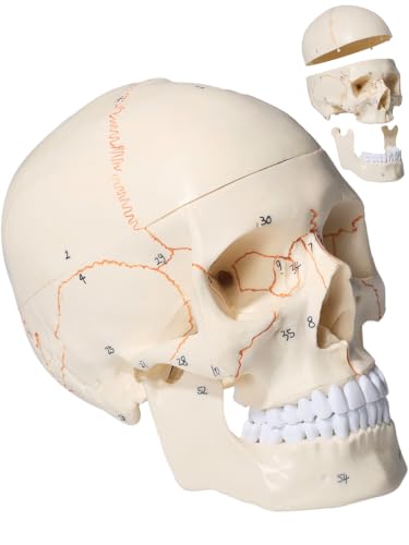 Image of Doctor Verified 55 Number Labeled Real Human Life Size Skull Anatomy Model, 1:1 Full Size Anatomical Correct Realistic Skull Model for Studying, Medical Students
