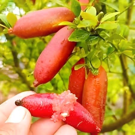 Image of Red Finger Lemon Fruit Tree Plant - Sweet, Tastyy, Healthy Live Plant for Home Garden | Indoor & Outdoor Planting | Easy to Grow, Fresh Citrus Fruit Tree (Pack of 1)