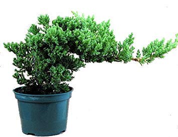 Japanese Juniper Bonsai Starter Tree - 4" Pot