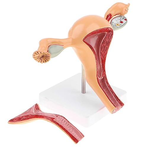 Image of Female Uterus Anatomical Model Gynecology Genital Organ Structure Model Human Reproductive System Uterine Ovary Vaginal Teaching Tool for Medical Demonstration