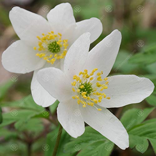 Gardeners Dream Anemonen Zwiebeln 'Nemorosa' (25 Stk.) - Buschwindröschen Bodendecker