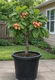 Live Plant - Tropical Almond Tree (Terminalia catappa) – Live Shade & Ornamental Tree