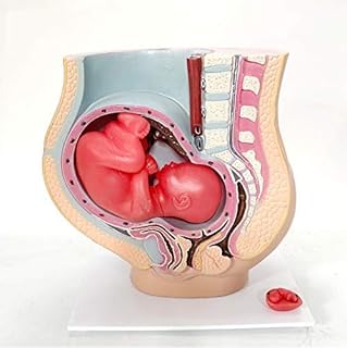 Anatomy Model of Pregnancy Pelvis - Includes a Full-Term Removable Fetus Model, Human Pregnancy Pelvis Model with Removable Fetus, Hand Painted