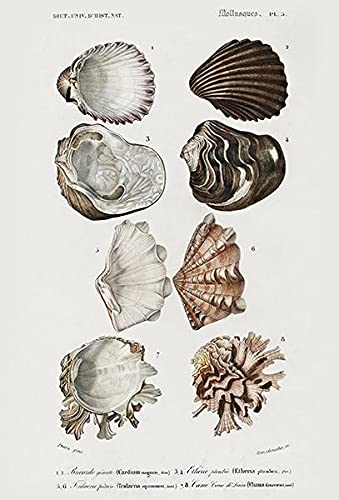 Cardium Magnum - Etheria Plumbea - Shells Mollusks - 1849