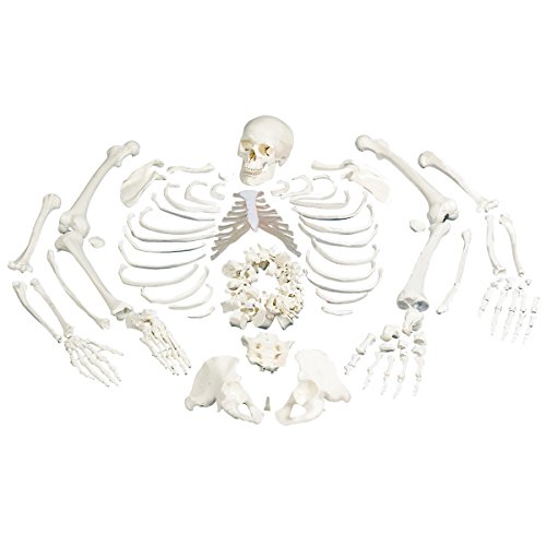 Image of 3B Scientific A05 /1 Disarticulated Full Human Skeleton with 3 Part Skull, 19.1 inch x 10.6 inch x 16.7 inch