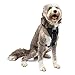 Kurgo Tru-Fit No Pull Dog Harness, Easy Walk Harness, Quick On and Off Harness With Pet Seat Belt Tether for Car, Black, X-Large