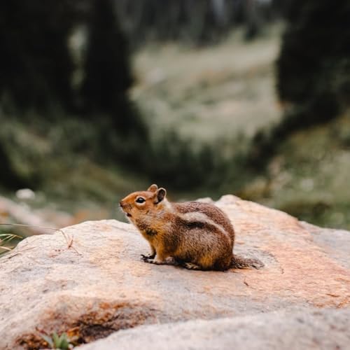 第2回 『美人までの階段1000段あって&hellip;』の訳者、金井真弓さんに聞く
