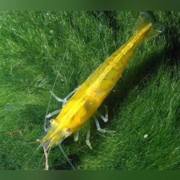 10 (+2 DOA) Yellow Golden Back Shrimp Freshwater Aquarium Shrimp, 1/4 to 1/2 inch Long