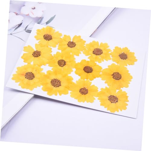 BELLIFFY 24 piezas flores de margarita secas naturales para manualidades miniatura 6