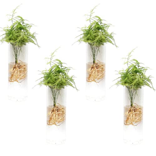 Pack of 4 Wall Hanging Planters Hanging Flower Pots Glass Air Plant Containers Plant Terrariums Glass Plant Containers Flower Vase Hanging Air Plant Terrariums Glass Flower Vases