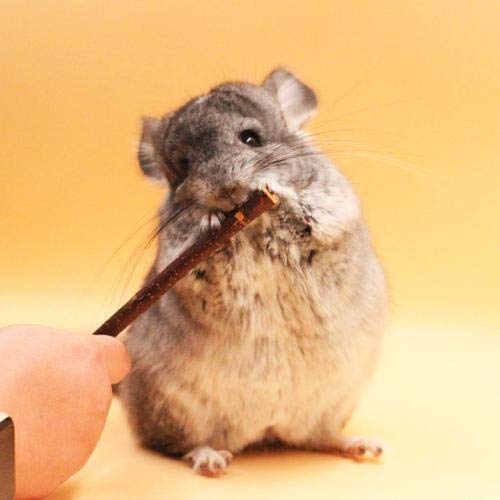 Hamster Fun Tunnel Pet Mouse Plastic Tube Toys Small Animal Foldable Exercising Training Hideout Tunnels With Cute Pet Toys For Guinea Pigs,Gerbils,Rats,Mice,Ferrets And Other Small Animals (Blue) #TOP7