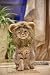 MEWTOGO Lion Mane Wig Funny Cat Kitty Little Puppy Costume, Adorable Pet Turned Hat, Small