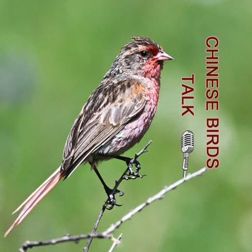 Intro to Talk Chinese Birds cover art