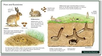 Hase Und Kaninchen Wildkaninchen Feldhase Wawra Naturpostkarte Nr hase-und-kaninchen-wildkaninchen-feldhase-wawra-naturpostkarte-nr