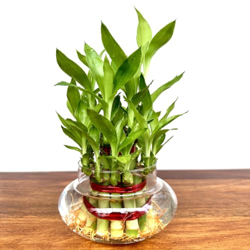 Image of Two layer lucky bamboo in Glass Pot | For Living Room or Office table | indoor plants for good luck and air purification