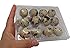 Quail Egg Plastic Cartons, Pack of 50 - Holds 12 Quail or Small Eggs - Food Grade Plastic (50 pack quail cartons) - Includes FREE Ebook with Recipes