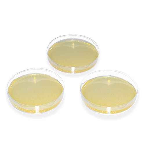 megroPlate SABOURAUD-2%Glucose Agar (4 x 5 Ready plates) by megro / ratiomed