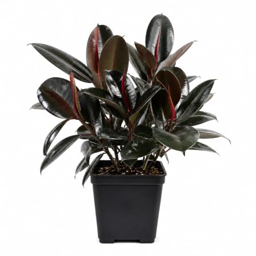 Rubber Plant (Ficus Elastica) Indoor Air Purifying Plant in Pot |...