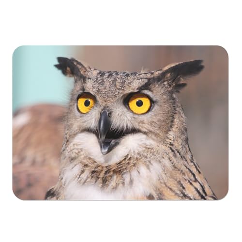 Set de table hibou grand duc en liège grand format x4