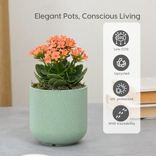 Image of Eha Earth-Friendly Terrapod Planters for Home Decor | 3.5 Inch, Pack of 4 | Small Plant Pot Made with Rice Husk Biocomposite | Flower Pot for Living Room | Celeste