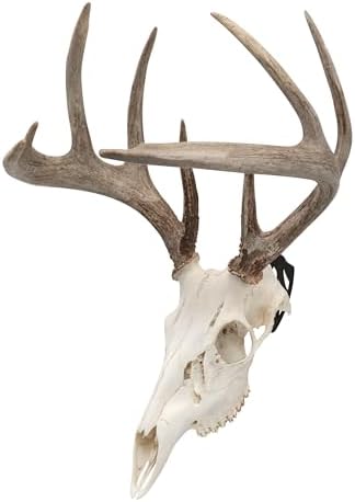 Allen Company EZ Mount Skull Peg Hook 3-Pack - Solid Steel European Skull Mount Hangers for Whitetail & Mule Deer - Low-Profile Trophy Display with Easy Wall Installation - Black image 5