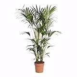 Bloomique – Howea Forsteriana – Kentia-Palme – XXL-Zimmerpflanzen – Luftreinigend – Haustierfreundlich – 150-170 cm hoch – 27 cm Topf