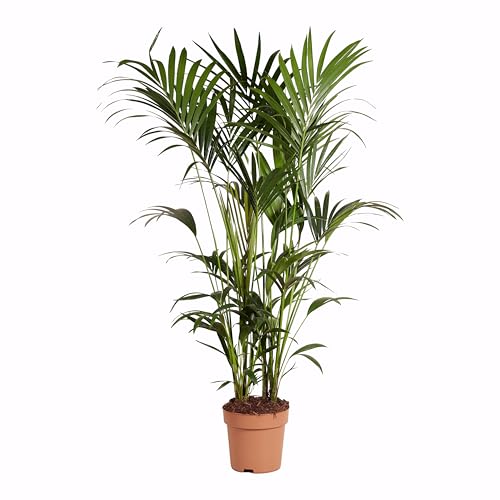 Bloomique – Howea Forsteriana – Kentia-Palme – XXL-Zimmerpflanzen – Luftreinigend – Haustierfreundlich – 150-170 cm hoch – 27 cm Topf