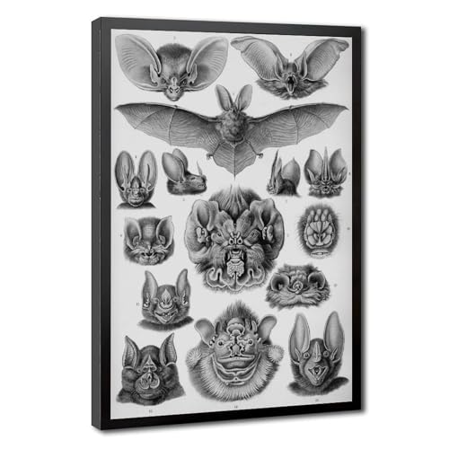 Impression sur toile Chiroptera Ernst Haeckel - Décoration murale salon