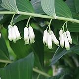 6 x Vielblütiger Salomonsiegel - Polygonatum...