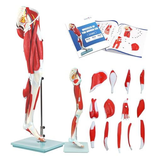 Image of JNMFTD Human Leg Muscles Anatomy Model, 45in Life Size 14 Parts Lower Limbs Removable Arteries Nerves Bones Veins Tendon Foot with Product Manual Wooden Base for Study Teaching Medical Educational